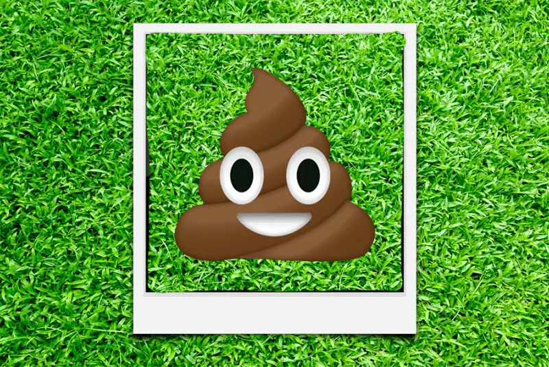 dog-poop-photo-court